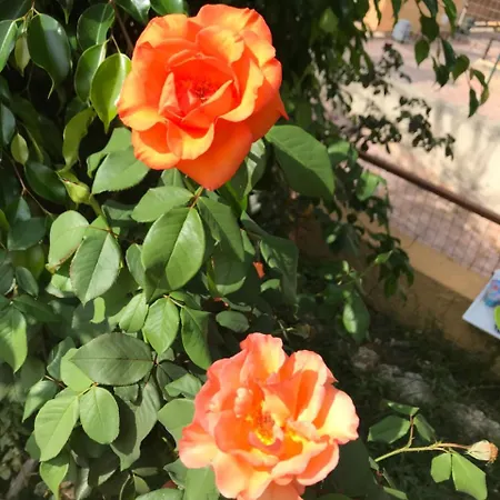 Bed & Breakfast Saturno Tropea